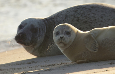 <i class='fa fa-user'></i> Meindert |  Gewone Zeehond  <i class='fa fa-eye'> 50</i>  <i class='fa fa-thumbs-up'> 1</i>   <i class='fa fa-comment-o'> 4</i>