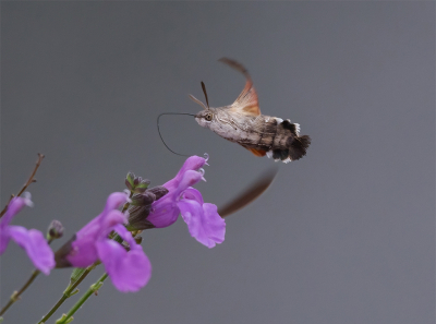 Onlangs had ik een foto geplaatst van een foeragerende Kolibrievlinder. 

Dit is hetzelfde exemplaar, in dezelfde seconde gemaakt. Nu wegdraaiend op zoek naar een andere bloem.

Zo snel gaat dat, blijft een uitdaging dit vast te leggen.

Uiteraard, uit de hand.
