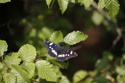 <i class='fa fa-user'></i> KrisvdWijk |  Blauwe IJsvogelvlinder  <i class='fa fa-eye'> 44</i>   <i class='fa fa-comment-o'> 2</i>
