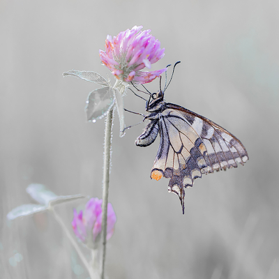 Nature picture: 1. Koninginnenpage