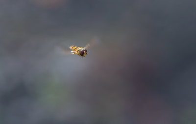 Nature picture: 1. Snorzweefvlieg