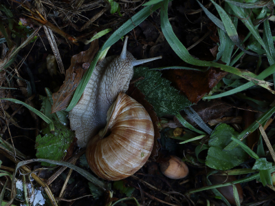 Gisteren teruggekomen van een weekje Limburg (Euverem].
Geweldig weer gehad en met enkel op de dag voor deze opname in de tweede helft van de middag wat regen. De volgende ochtend vroeg gaan lopen in de hoop actieve Wijngaardslakken te vinden. Met de droge periode had ik er al wel enkele inactief zien hangen met de opening dichtgesealed tegen uitdroging. 
Deze Wijngaardslak was actief in de berm, vlak tegen een schuine helling waar kort ervoor snoeiwerkzaamheden hadden plaatsgevonden.