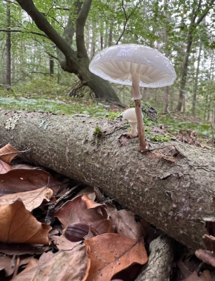 <i class='fa fa-user'></i>&nbsp;HenK5&nbsp;|  Porseleinzwam&nbsp; <i class='fa fa-eye'>&nbsp;94</i> &nbsp; <i class='fa fa-comment-o'>&nbsp;9</i>