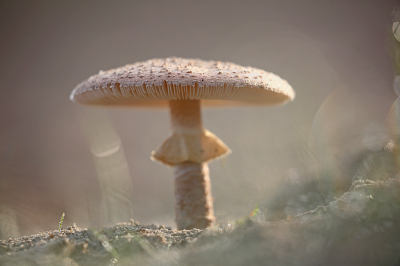 <i class='fa fa-user'></i>&nbsp;Pieter  LJ&nbsp;|  Parelamaniet&nbsp; <i class='fa fa-eye'>&nbsp;68</i> &nbsp;<i class='fa fa-thumbs-up'>&nbsp;4</i> &nbsp; <i class='fa fa-comment-o'>&nbsp;5</i>