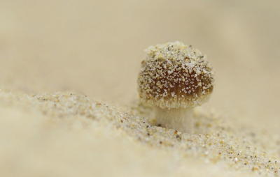 <i class='fa fa-user'></i>&nbsp;Nel R&nbsp;|  Duinfranjehoed&nbsp; <i class='fa fa-eye'>&nbsp;77</i> &nbsp;<i class='fa fa-thumbs-up'>&nbsp;4</i> &nbsp; <i class='fa fa-comment-o'>&nbsp;8</i>