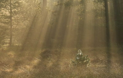 <i class='fa fa-user'></i>&nbsp;Eric Gibcus&nbsp;|  Grove Den&nbsp; <i class='fa fa-eye'>&nbsp;87</i> &nbsp;<i class='fa fa-thumbs-up'>&nbsp;2</i> &nbsp; <i class='fa fa-comment-o'>&nbsp;4</i>