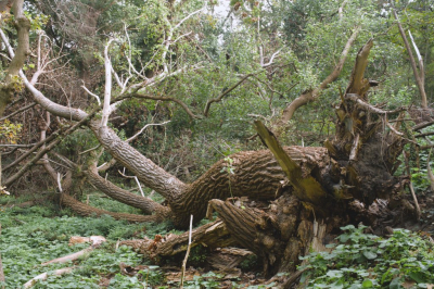 <i class='fa fa-user'></i>&nbsp;hesterb&nbsp;|  Stormdrama&nbsp; <i class='fa fa-eye'>&nbsp;77</i> &nbsp; <i class='fa fa-comment-o'>&nbsp;3</i>