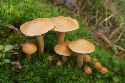 <i class='fa fa-user'></i>&nbsp;Jelle Bakker&nbsp;|  Koeienboleet&nbsp; <i class='fa fa-eye'>&nbsp;54</i> &nbsp; <i class='fa fa-comment-o'>&nbsp;3</i>