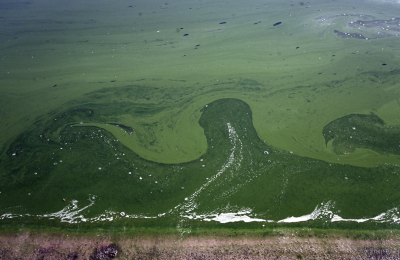 <i class='fa fa-user'></i>&nbsp;liesbeth van vliet&nbsp;|  Blauwalg sp.&nbsp; <i class='fa fa-eye'>&nbsp;78</i> &nbsp; <i class='fa fa-comment-o'>&nbsp;4</i>