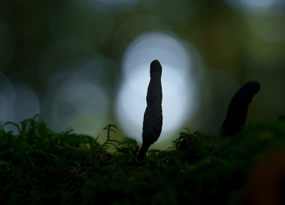 <i class='fa fa-user'></i>&nbsp;Jurgen Maassen&nbsp;|  Houtknotszwam&nbsp; <i class='fa fa-eye'>&nbsp;78</i> &nbsp;<i class='fa fa-thumbs-up'>&nbsp;3</i> &nbsp; <i class='fa fa-comment-o'>&nbsp;6</i>