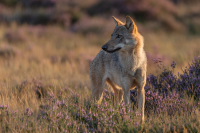 <i class='fa fa-user'></i> Oppdewit | Wolf  <i class='fa fa-eye'> 203</i>  <i class='fa fa-thumbs-up'> 8</i>   <i class='fa fa-comment-o'> 10</i>