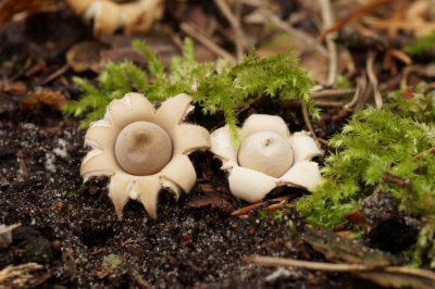 <i class='fa fa-user'></i>&nbsp;Jelle Bakker&nbsp;|  Gewimperde Aardster&nbsp; <i class='fa fa-eye'>&nbsp;64</i> &nbsp; <i class='fa fa-comment-o'>&nbsp;5</i>