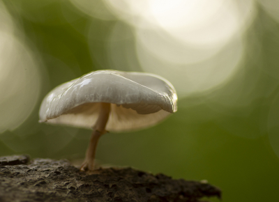 Gisterochtend geen wild gezien, toen maar geconcentreerd op Paddenstoelen. Jeetje wat zijn er dan al een hoop en veel verschillende, denk wel 20 soorten vastgelegd en dan alleen de mooiste. Dit Poseleinzwammetje met tegenlicht van onderaf gefotografeerd. Camera uit de hand, rustend op de grond. ( en ja ik werd vies die dag)