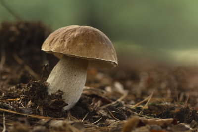 Na een vruchteloze Wild zoektocht uiteindelijk tussen de Paddenstoelen beland. Heerlijk vies geworden, maar best met wat leuke foto's thuis gekomen. Dit exemplaar zag er van 1 kant nog onbeschadigd uit en het licht werkt heerlijk mee.