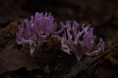 <i class='fa fa-user'></i>&nbsp;Adri Gr Nuelend&nbsp;|  Lila Koraaltje&nbsp; <i class='fa fa-eye'>&nbsp;127</i> &nbsp;<i class='fa fa-thumbs-up'>&nbsp;14</i> &nbsp; <i class='fa fa-comment-o'>&nbsp;9</i>