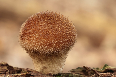 Tijdens een zoektocht naar paddenstoelen kwam ik diverse stuifzwammen tegen. Meest sonden op/in de grond, maardeze op een stuk vermolmd hout. Toch maar even ddor de knieen om een mooie achtergrond te krijgen.