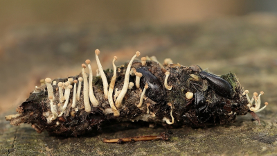 <i class='fa fa-user'></i>&nbsp;Rob Belterman&nbsp;|  Vogelveerzwam&nbsp; <i class='fa fa-eye'>&nbsp;77</i> &nbsp;<i class='fa fa-thumbs-up'>&nbsp;3</i> &nbsp; <i class='fa fa-comment-o'>&nbsp;6</i>