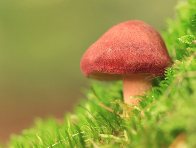 <i class='fa fa-user'></i>&nbsp;Tineke Strijbosch&nbsp;|  Koningsmantel&nbsp; <i class='fa fa-eye'>&nbsp;52</i> &nbsp;<i class='fa fa-thumbs-up'>&nbsp;5</i> &nbsp; <i class='fa fa-comment-o'>&nbsp;7</i>