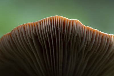 <i class='fa fa-user'></i>&nbsp;ErnovanDoorn&nbsp;|  Levermelkzwam&nbsp; <i class='fa fa-eye'>&nbsp;42</i> &nbsp; <i class='fa fa-comment-o'>&nbsp;7</i>