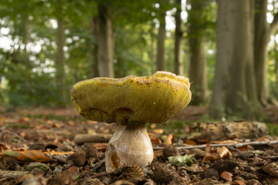 <i class='fa fa-user'></i>&nbsp;Jaap Blom&nbsp;|  Eekhoortjesbrood&nbsp; <i class='fa fa-eye'>&nbsp;48</i> &nbsp; <i class='fa fa-comment-o'>&nbsp;4</i>