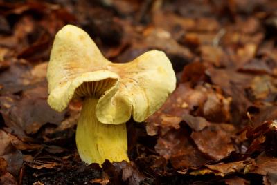 <i class='fa fa-user'></i>&nbsp;Jelle Bakker&nbsp;|  Narcisridderzwam&nbsp; <i class='fa fa-eye'>&nbsp;58</i> &nbsp;<i class='fa fa-thumbs-up'>&nbsp;1</i> &nbsp; <i class='fa fa-comment-o'>&nbsp;5</i>