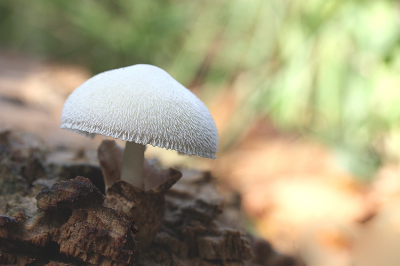 <i class='fa fa-user'></i>&nbsp;Paul Vandebroek&nbsp;|  Zijdeachtige Beurszwam&nbsp; <i class='fa fa-eye'>&nbsp;57</i> &nbsp;<i class='fa fa-thumbs-up'>&nbsp;3</i> &nbsp; <i class='fa fa-comment-o'>&nbsp;5</i>