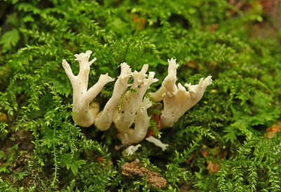 <i class='fa fa-user'></i>&nbsp;Cor&nbsp;|  Witte Koraalzwam&nbsp; <i class='fa fa-eye'>&nbsp;42</i> &nbsp;<i class='fa fa-thumbs-up'>&nbsp;1</i> &nbsp; <i class='fa fa-comment-o'>&nbsp;7</i>