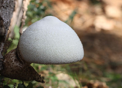 <i class='fa fa-user'></i>&nbsp;Paul Vandebroek&nbsp;|  Zijdeachtige Beurszwam&nbsp; <i class='fa fa-eye'>&nbsp;71</i> &nbsp; <i class='fa fa-comment-o'>&nbsp;10</i>