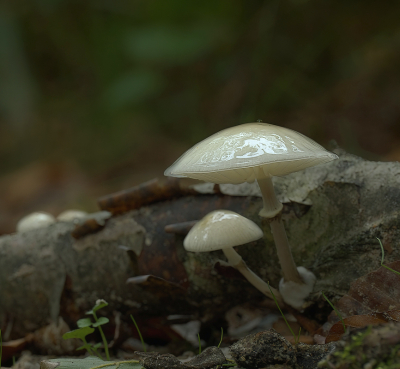 <i class='fa fa-user'></i>&nbsp;janvangastel&nbsp;|  Porseleinzwam&nbsp; <i class='fa fa-eye'>&nbsp;59</i> &nbsp; <i class='fa fa-comment-o'>&nbsp;6</i>