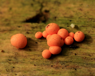 <i class='fa fa-user'></i>&nbsp;Tineke Strijbosch&nbsp;|  Gewone Boomwrat&nbsp; <i class='fa fa-eye'>&nbsp;59</i> &nbsp;<i class='fa fa-thumbs-up'>&nbsp;1</i> &nbsp; <i class='fa fa-comment-o'>&nbsp;4</i>