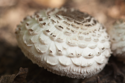 <i class='fa fa-user'></i>&nbsp;susan meijnders&nbsp;|  Gewone Knolparasolzwam&nbsp; <i class='fa fa-eye'>&nbsp;60</i> &nbsp; <i class='fa fa-comment-o'>&nbsp;5</i>