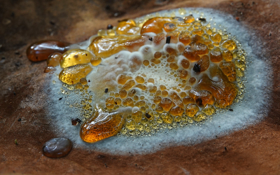 <i class='fa fa-user'></i>&nbsp;nelappelmelk&nbsp;|  Guttatie&nbsp; <i class='fa fa-eye'>&nbsp;124</i> &nbsp;<i class='fa fa-thumbs-up'>&nbsp;8</i> &nbsp; <i class='fa fa-comment-o'>&nbsp;8</i>