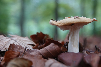 <i class='fa fa-user'></i>&nbsp;nelappelmelk&nbsp;|  Narcisamaniet&nbsp; <i class='fa fa-eye'>&nbsp;79</i> &nbsp;<i class='fa fa-thumbs-up'>&nbsp;3</i> &nbsp; <i class='fa fa-comment-o'>&nbsp;11</i>