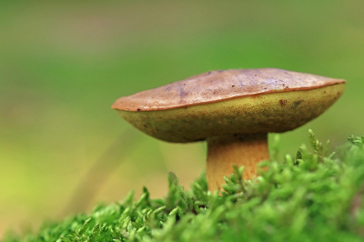 <i class='fa fa-user'></i>&nbsp;Tineke Strijbosch&nbsp;|  Kastanjeboleet&nbsp; <i class='fa fa-eye'>&nbsp;63</i> &nbsp;<i class='fa fa-thumbs-up'>&nbsp;3</i> &nbsp; <i class='fa fa-comment-o'>&nbsp;6</i>