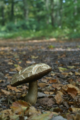 <i class='fa fa-user'></i>&nbsp;Jasper&nbsp;|  Gewoon Eekhoorntjesbrood&nbsp; <i class='fa fa-eye'>&nbsp;73</i> &nbsp; <i class='fa fa-comment-o'>&nbsp;5</i>