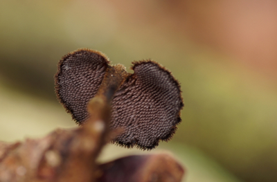 <i class='fa fa-user'></i>&nbsp;Jelle Bakker&nbsp;|  Oorlepelzwam&nbsp; <i class='fa fa-eye'>&nbsp;74</i> &nbsp; <i class='fa fa-comment-o'>&nbsp;5</i>