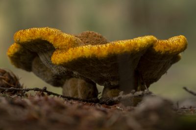 <i class='fa fa-user'></i>&nbsp;ErnovanDoorn&nbsp;|  Dennenvoetzwam&nbsp; <i class='fa fa-eye'>&nbsp;75</i> &nbsp;<i class='fa fa-thumbs-up'>&nbsp;2</i> &nbsp; <i class='fa fa-comment-o'>&nbsp;7</i>