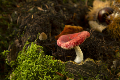 <i class='fa fa-user'></i>&nbsp;Jaap Blom&nbsp;|  Stevige Braakrussula&nbsp; <i class='fa fa-eye'>&nbsp;68</i> &nbsp; <i class='fa fa-comment-o'>&nbsp;12</i>