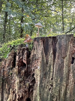 <i class='fa fa-user'></i>&nbsp;HenK5&nbsp;|  Porseleinzwam&nbsp; <i class='fa fa-eye'>&nbsp;90</i> &nbsp; <i class='fa fa-comment-o'>&nbsp;8</i>