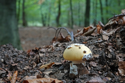 <i class='fa fa-user'></i>&nbsp;nelappelmelk&nbsp;|  Narcisamaniet&nbsp; <i class='fa fa-eye'>&nbsp;84</i> &nbsp;<i class='fa fa-thumbs-up'>&nbsp;1</i> &nbsp; <i class='fa fa-comment-o'>&nbsp;8</i>