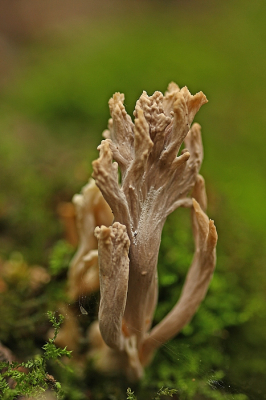 <i class='fa fa-user'></i>&nbsp;Cor&nbsp;|  Asgrauwe Koraalzwam&nbsp; <i class='fa fa-eye'>&nbsp;83</i> &nbsp;<i class='fa fa-thumbs-up'>&nbsp;9</i> &nbsp; <i class='fa fa-comment-o'>&nbsp;11</i>