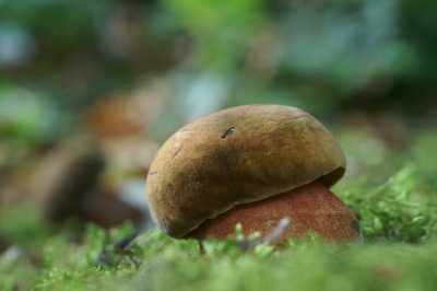 <i class='fa fa-user'></i>&nbsp;Jasper&nbsp;|  Gewone Heksenboleet&nbsp; <i class='fa fa-eye'>&nbsp;75</i> &nbsp; <i class='fa fa-comment-o'>&nbsp;5</i>