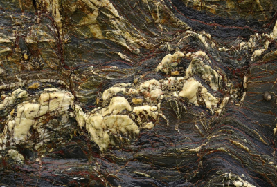 <i class='fa fa-user'></i>&nbsp;Nel R&nbsp;|  Gewone Schaalhoren&nbsp; <i class='fa fa-eye'>&nbsp;87</i> &nbsp;<i class='fa fa-thumbs-up'>&nbsp;6</i> &nbsp; <i class='fa fa-comment-o'>&nbsp;4</i>