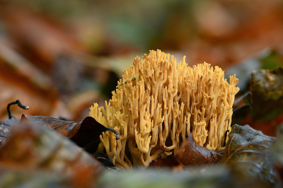 <i class='fa fa-user'></i>&nbsp;Eric Gibcus&nbsp;|  Rechte Koraalzwam&nbsp; <i class='fa fa-eye'>&nbsp;91</i> &nbsp;<i class='fa fa-thumbs-up'>&nbsp;5</i> &nbsp; <i class='fa fa-comment-o'>&nbsp;8</i>