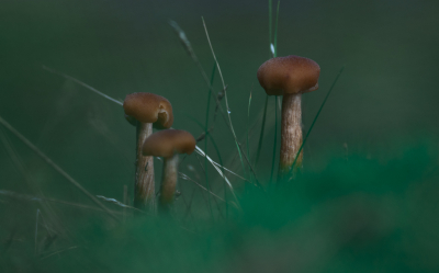 <i class='fa fa-user'></i>&nbsp;ErnovanDoorn&nbsp;|  Schubbige Fopzwam&nbsp; <i class='fa fa-eye'>&nbsp;91</i> &nbsp;<i class='fa fa-thumbs-up'>&nbsp;2</i> &nbsp; <i class='fa fa-comment-o'>&nbsp;3</i>