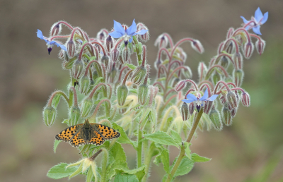 Issoria lathonia / Kleine Parelmoervlinder / Queen of Spain Fritillary