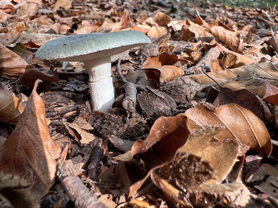 <i class='fa fa-user'></i>&nbsp;HenK5&nbsp;|  Groene Anijstrechterzwam&nbsp; <i class='fa fa-eye'>&nbsp;70</i> &nbsp; <i class='fa fa-comment-o'>&nbsp;4</i>