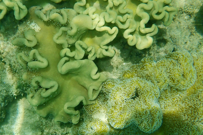 <i class='fa fa-user'></i>&nbsp;A. Soeting&nbsp;|  Onderwaterlandschap&nbsp; <i class='fa fa-eye'>&nbsp;76</i> &nbsp;<i class='fa fa-thumbs-up'>&nbsp;1</i> &nbsp; <i class='fa fa-comment-o'>&nbsp;8</i>