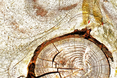 <i class='fa fa-user'></i>&nbsp;hesterb&nbsp;|  Noest: grafische natuurvorm&nbsp; <i class='fa fa-eye'>&nbsp;86</i> &nbsp;<i class='fa fa-thumbs-up'>&nbsp;2</i> &nbsp; <i class='fa fa-comment-o'>&nbsp;8</i>