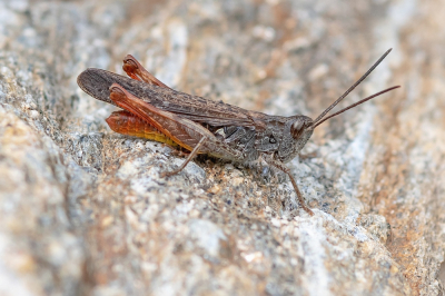 <i class='fa fa-user'></i> Johan van Gurp | Bruine Sprinkhaan  <i class='fa fa-eye'> 45</i>  <i class='fa fa-thumbs-up'> 2</i>   <i class='fa fa-comment-o'> 5</i>
